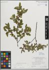 Foto von Salix myrsinifolia Salisb.